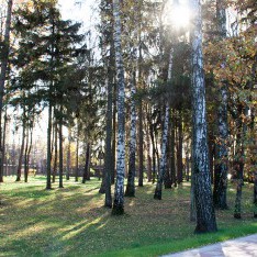 Осенний лес, «Резиденция Рублево», 2016
