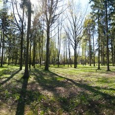 Лесопарковая зона в Резиденции Рублево, весна 2017